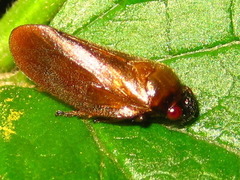 Eoscarta assimilis