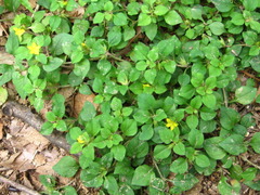 Lysimachia japonica