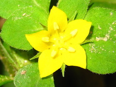 Lysimachia japonica