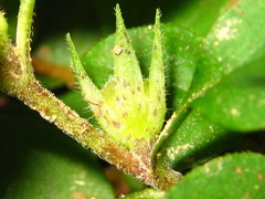 Lysimachia japonica