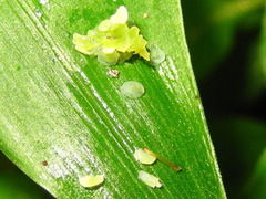 Lysimachia japonica