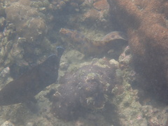 Gymnothorax reevesii
