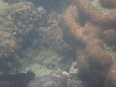 Gymnothorax reevesii