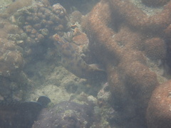 Gymnothorax reevesii