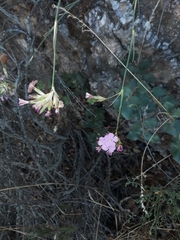 Dianthus ferrugineus