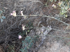 Dianthus ferrugineus