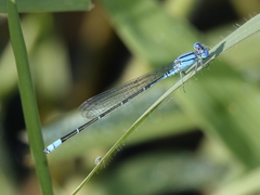 Pseudagrion cingillum