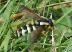 Xanthogramma pedissequum