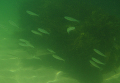 Atherinomorus vaigiensis