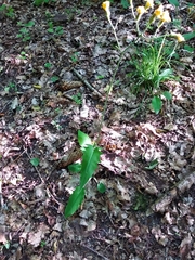 Hieracium sylvularum