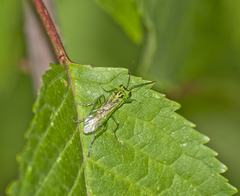 Rhogogaster chlorosoma
