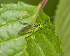 Rhogogaster chlorosoma