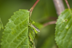Rhogogaster chlorosoma