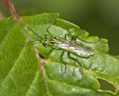 Rhogogaster chlorosoma