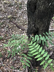 Senna siamea