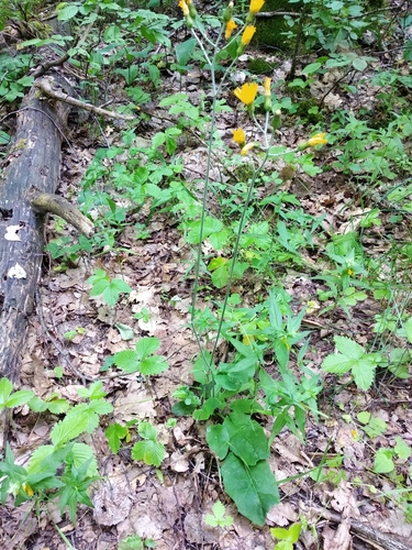 Pellucid-leaved Hawkweed (Hieracium pellucidum)