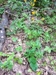 Hieracium pellucidum