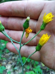 Hieracium pellucidum