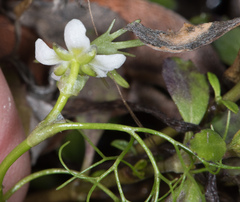 Ranunculus lobbii