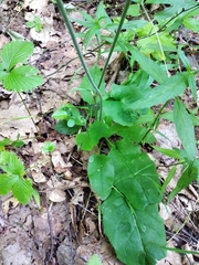 Hieracium pellucidum