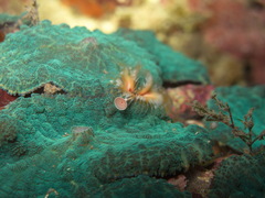 Serpula vermicularis