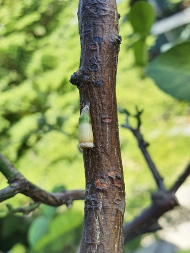 Image of Dendrophthoe pentandra by (c) Cheongweei Gan, some rights reserved (CC BY)