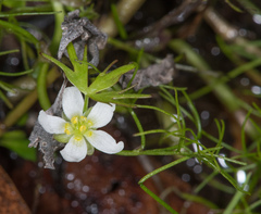 Ranunculus lobbii
