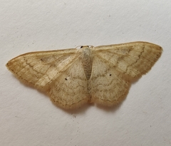 Idaea deversaria