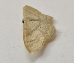 Idaea deversaria