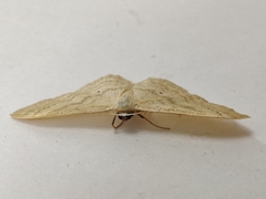 Idaea deversaria