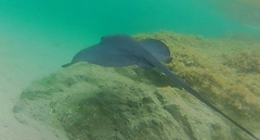 Pteroplatytrygon violacea