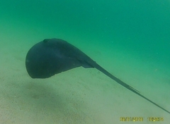 Pteroplatytrygon violacea