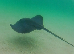 Pteroplatytrygon violacea