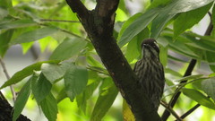 Yungipicus moluccensis