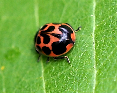 Neoharmonia venusta