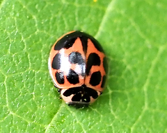 Neoharmonia venusta