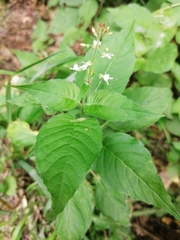 Circaea lutetiana