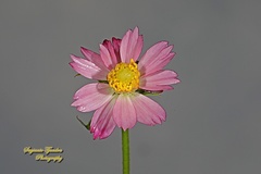 Cosmos caudatus