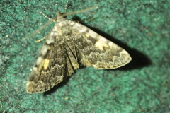 Idia calvaria