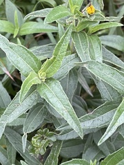 Aspilia mossambicensis