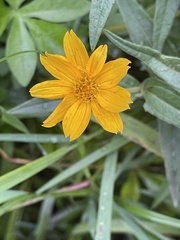 Aspilia mossambicensis