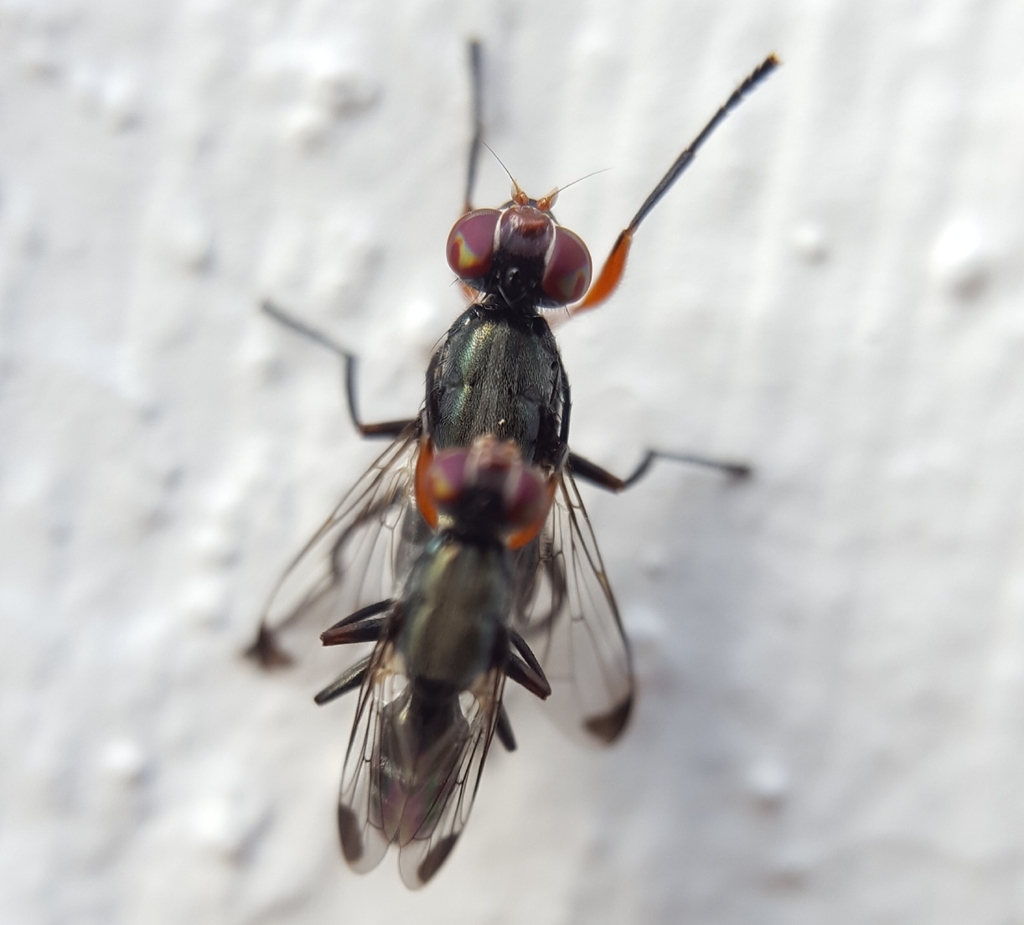 Elassogaster vanderwulpi