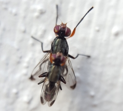 Elassogaster vanderwulpi