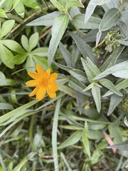 Aspilia mossambicensis