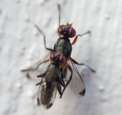 Elassogaster vanderwulpi