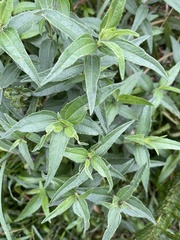 Aspilia mossambicensis