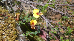 Bossiaea cordigera
