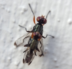 Elassogaster vanderwulpi