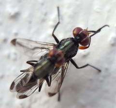 Elassogaster vanderwulpi