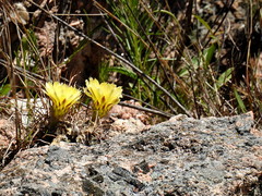 Parodia mammulosa